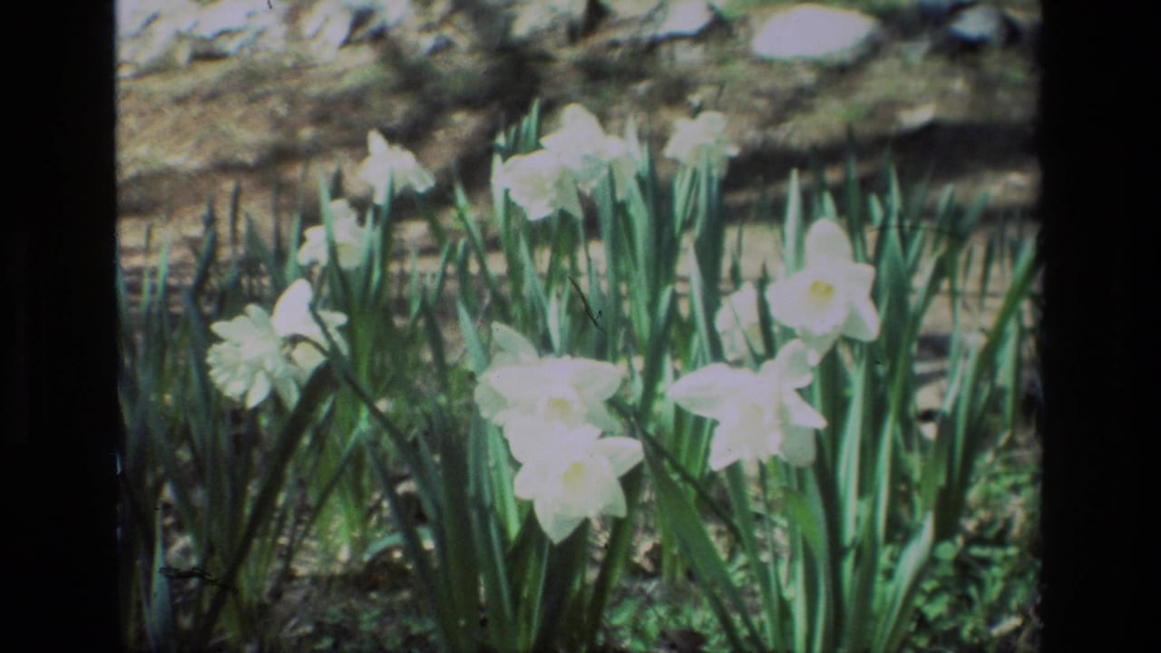 Cluster of pale daffodils and green leaves in bright garden light.