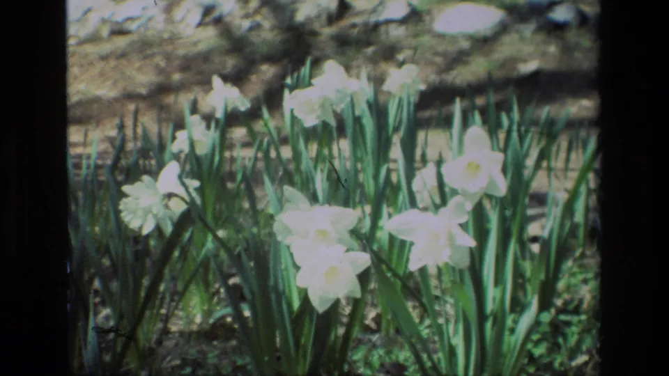 Close view of pale white daffodils and tall leaves at Daffodil Hill, California, in vintage 8mm footage.