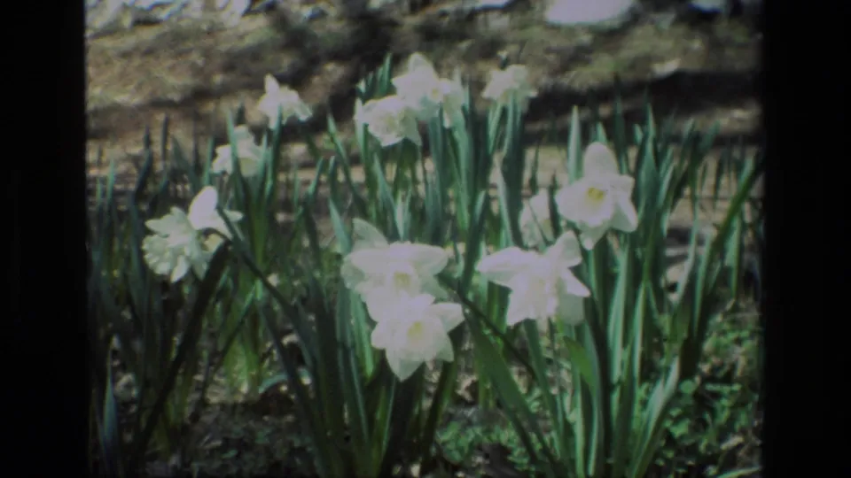 Soft 8mm frame of blooming white daffodils at Daffodil Hill, California, with leaves and garden soil visible.