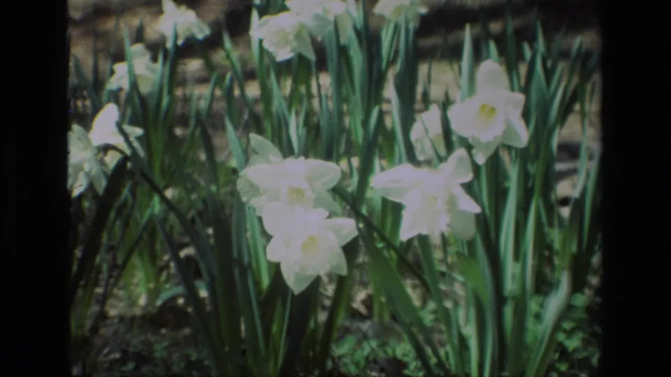 Final close view of white daffodils at Daffodil Hill, California, showing soft exposure and 8mm frame edges.