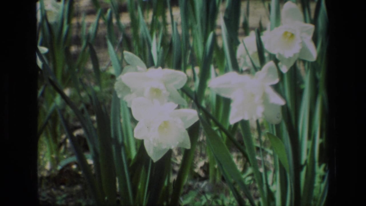 White daffodils with yellow centers among tall green leaves in soft outdoor light.