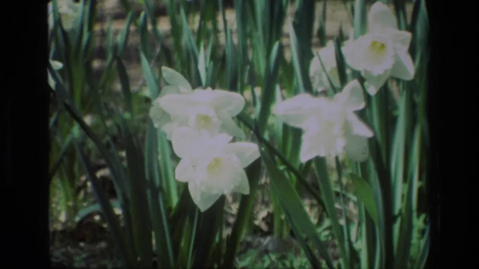 1985 8mm home-movie frame from Daffodil Hill showing white daffodils clustered among long green leaves.