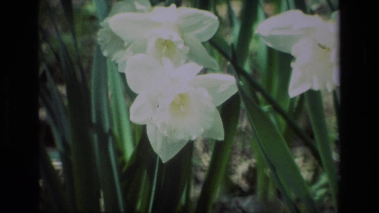 Several white daffodil blooms appear among upright green leaves and shaded stems.