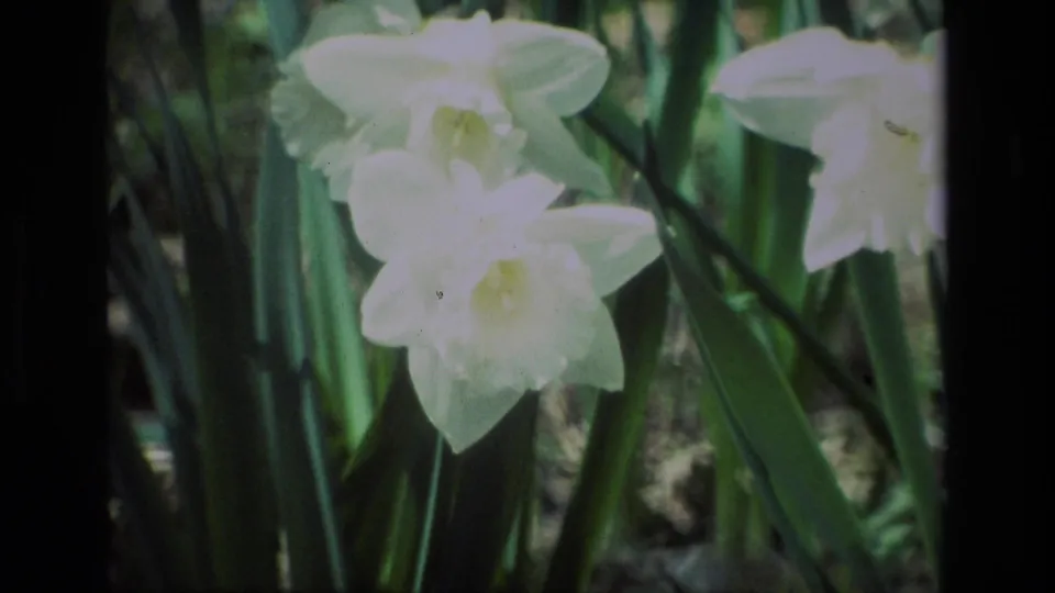 Close 8mm view of white daffodils at Daffodil Hill, California, with soft focus and green foliage around the flowers.