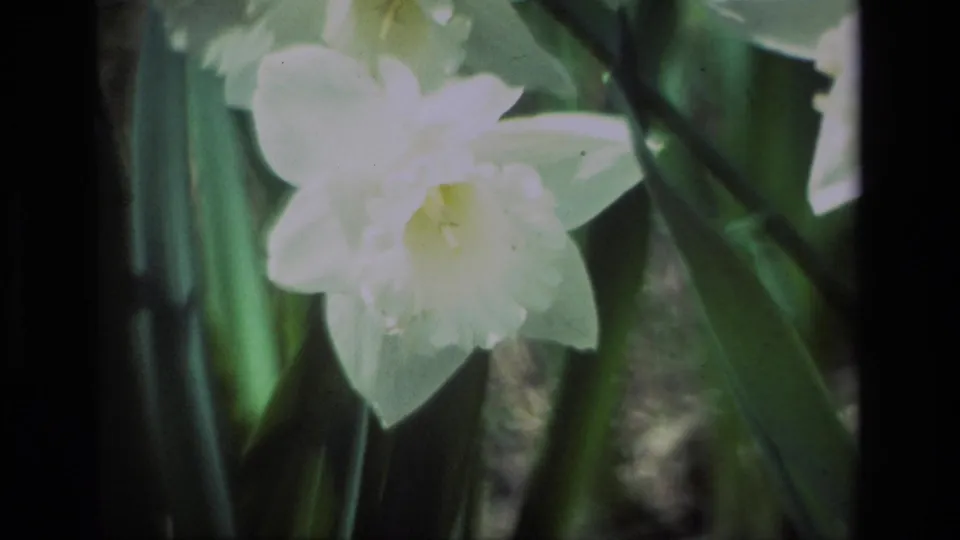 Soft 1985 8mm close-up of a white daffodil bloom at Daffodil Hill, framed by long leaves and dark vertical film borders.