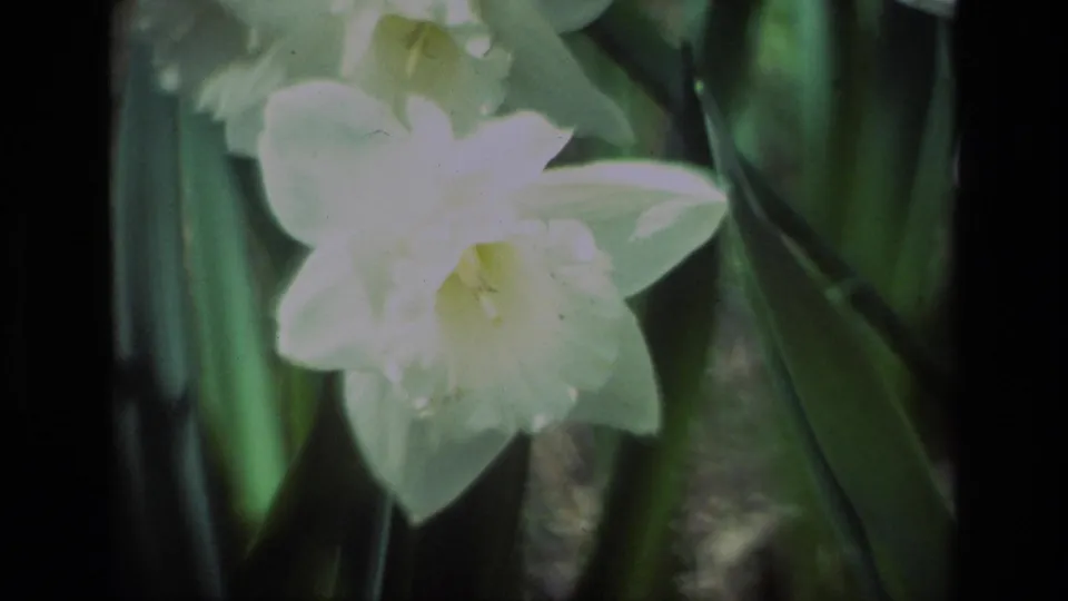 Daffodil Hill home-movie frame showing a white daffodil close-up, pale yellow center, and surrounding green foliage.