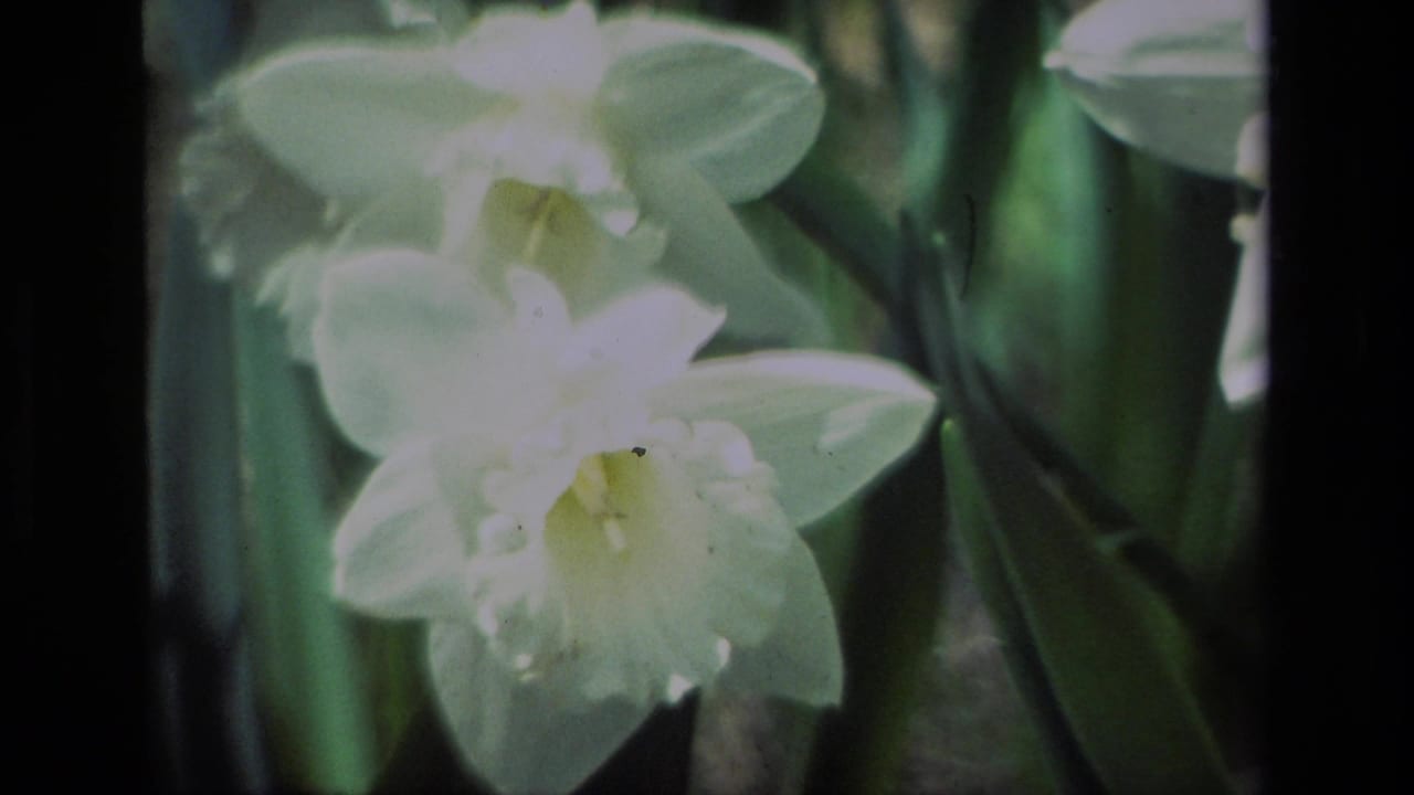 White daffodils with yellow centers in soft focus among dark green leaves.