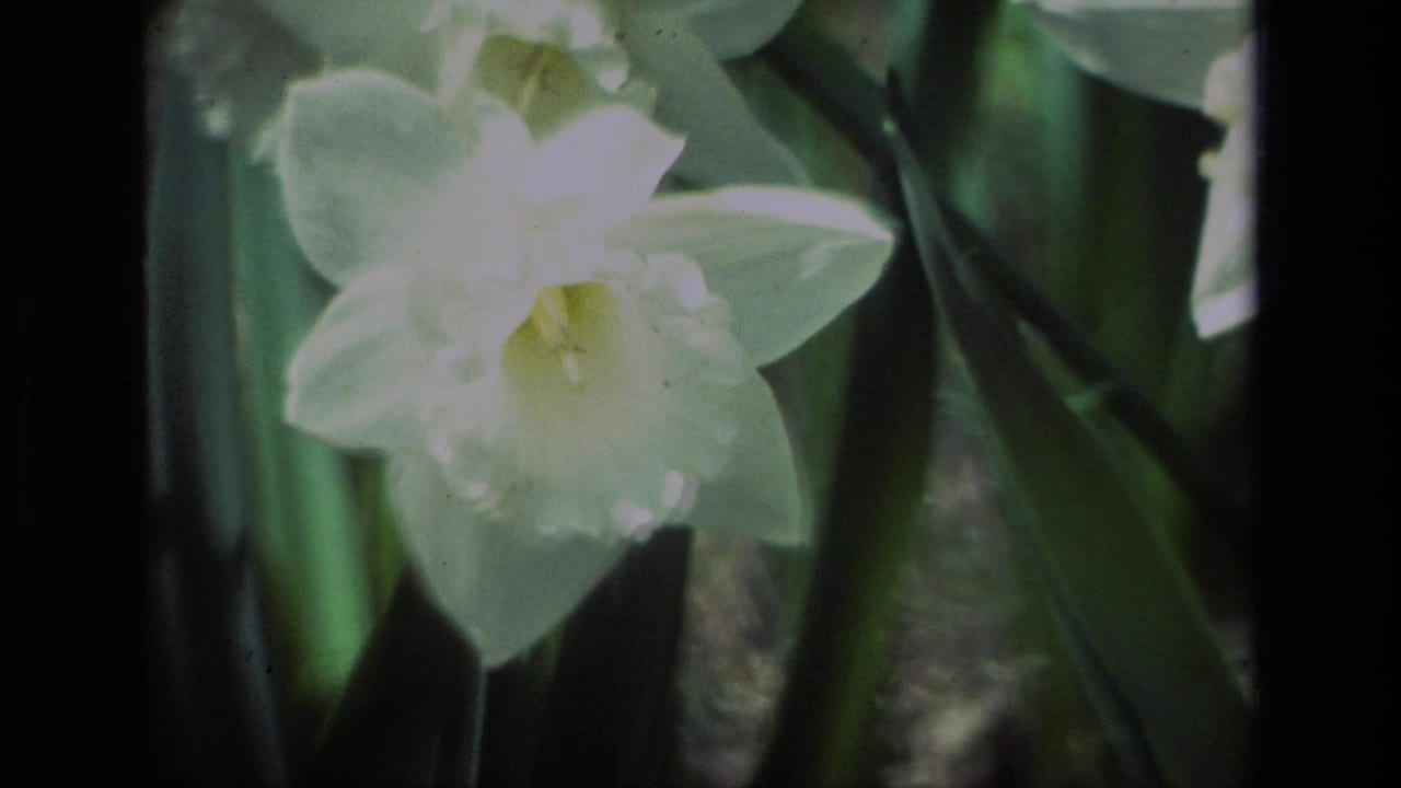 Close-up of white daffodils and green leaves, with bright highlights on the petals.