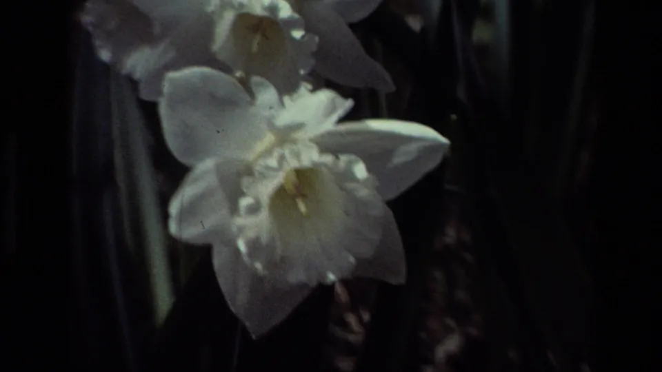 A 1985 8mm frame shows a white daffodil close to the camera, with yellow center detail and background foliage.
