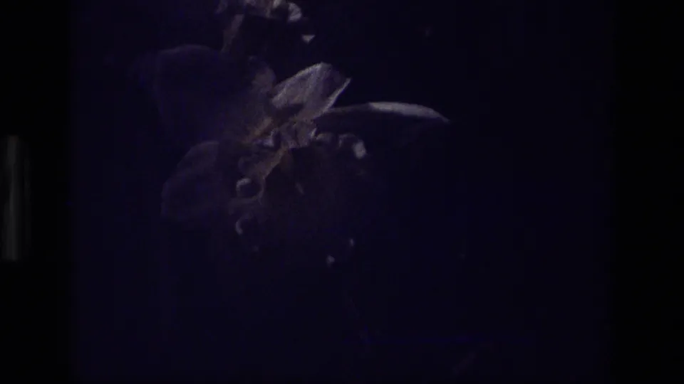 The final 8mm frame darkens, leaving a faint daffodil silhouette and shadowed foliage visible.
