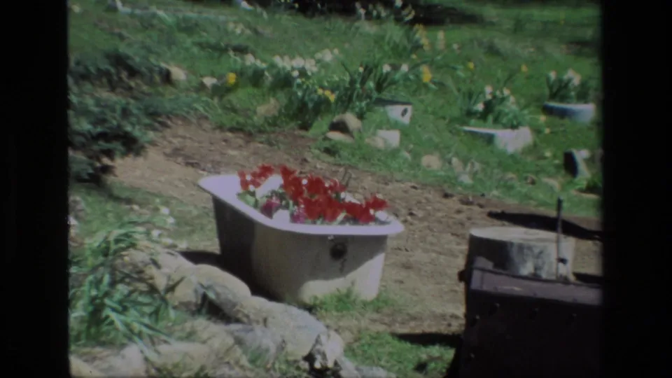 Daffodil Hill, California 1985 frame focusing on a white tub planter with red flowers, surrounded by rocks, daffodils, grass, and garden path.
