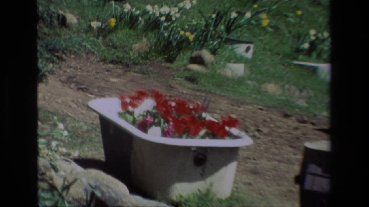 A white clawfoot bathtub used as a flower planter appears in the Daffodil Hill garden setting, with daffodils and grass behind it.