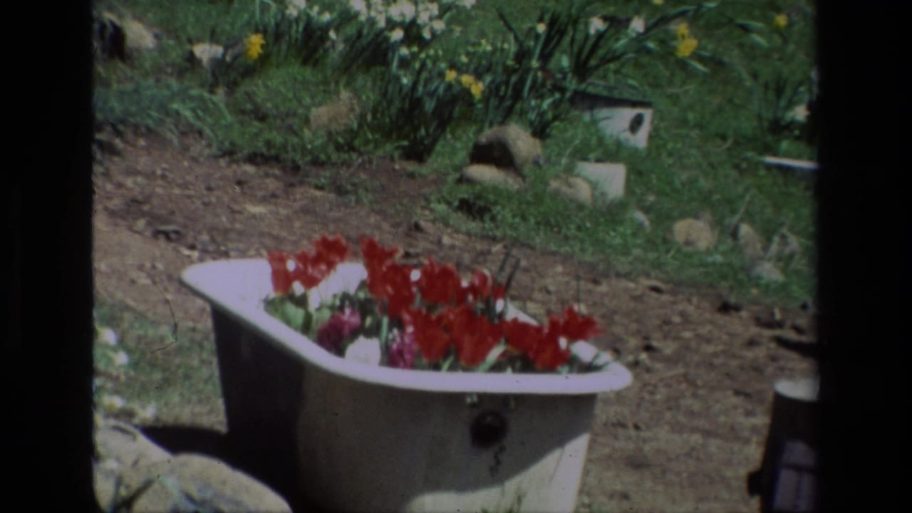 Bathtub flower planter seen from a slightly shifted angle in the garden.