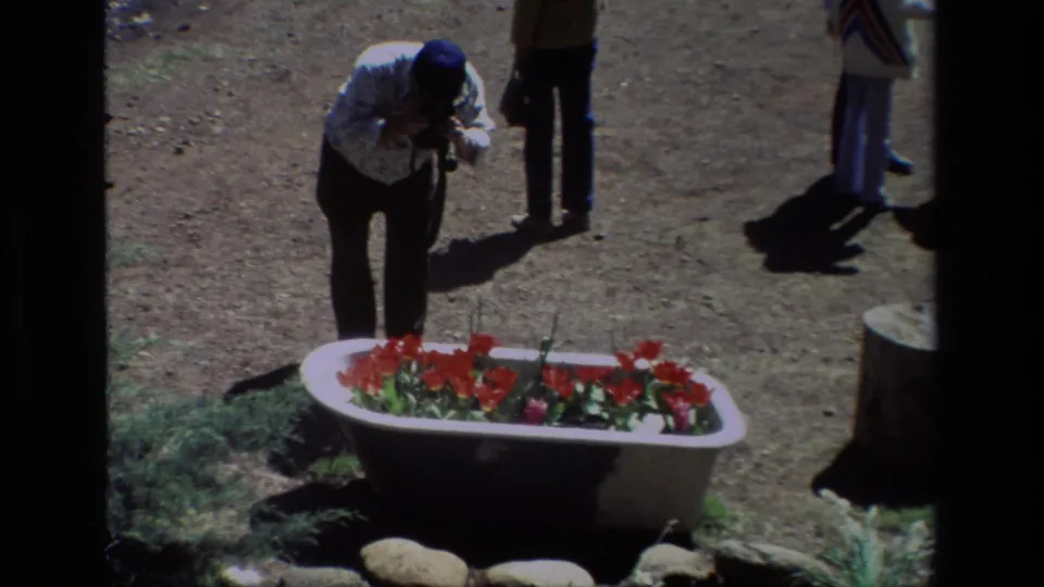 A visitor in a patterned shirt and blue cap bends toward the bathtub planter, apparently photographing the flowers at Daffodil Hill in 1985.