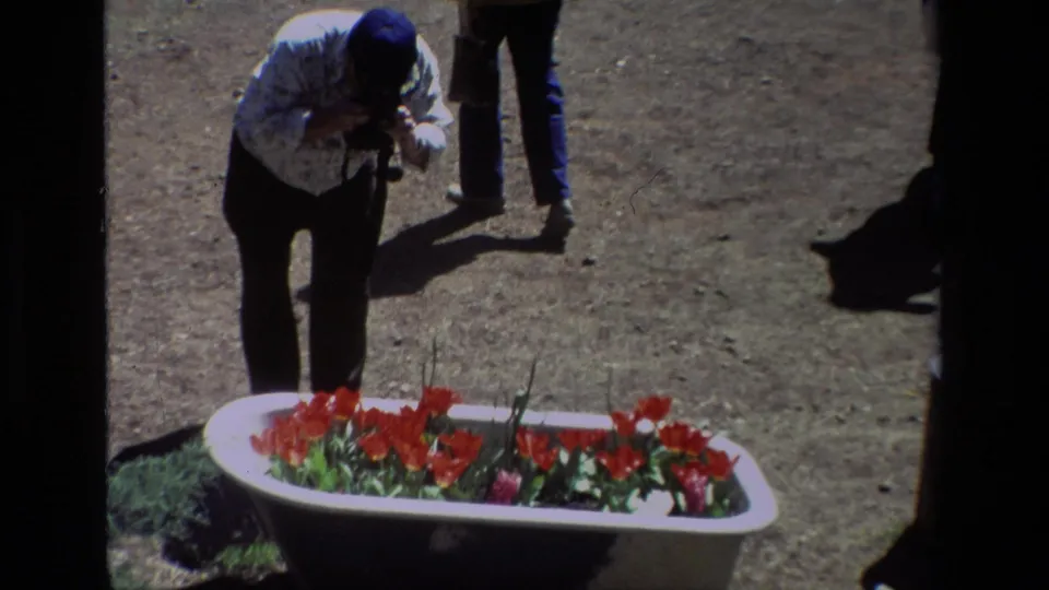 A person bends over a camera near the white bathtub planter, with other visitors partly visible around the Daffodil Hill garden display.