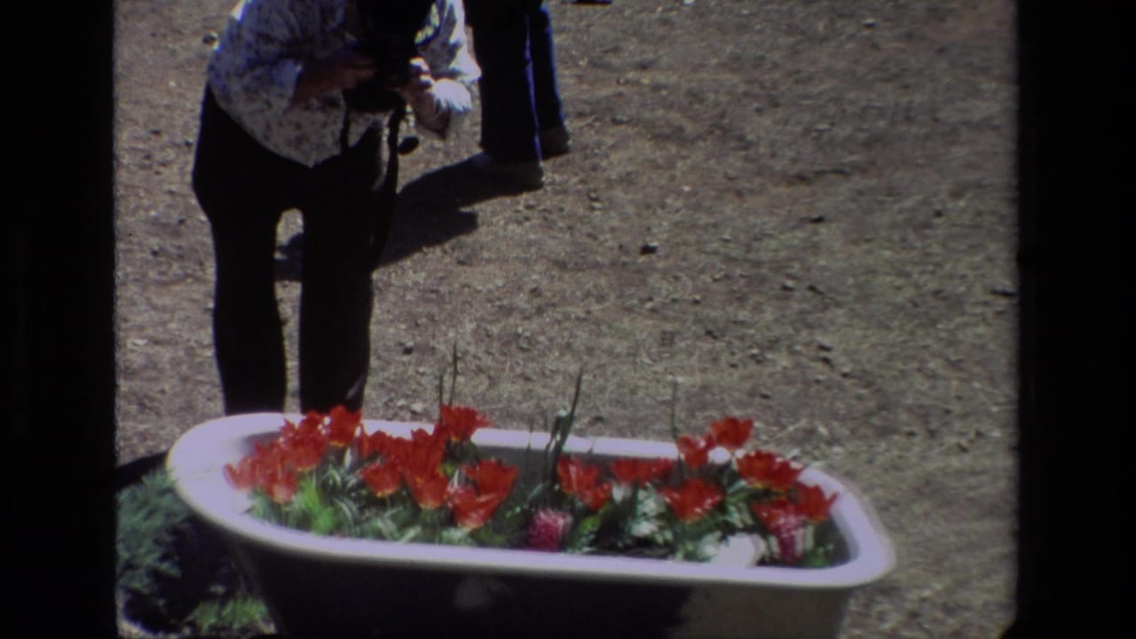 At Daffodil Hill in 1985, a visitor crouches near a white bathtub planter filled with red tulips on a sunlit gravel path.
