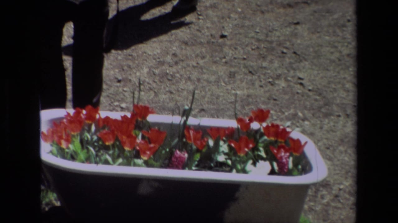 The frame shows a white bathtub planter of red tulips at the reported Daffodil Hill location, with a visitor's legs visible behind it.