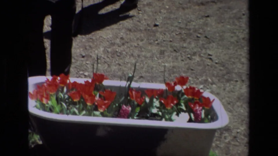 The frame shows a white bathtub planter of red tulips at the reported Daffodil Hill location, with a visitor's legs visible behind it.