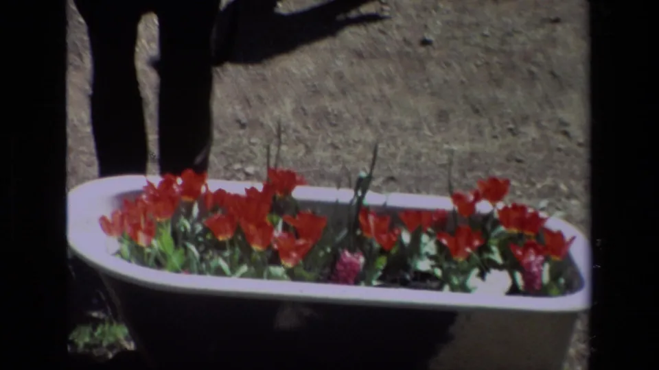 A closer 1985 home-movie view centers the red tulips and white bathtub planter, with the visitor mostly cropped out.