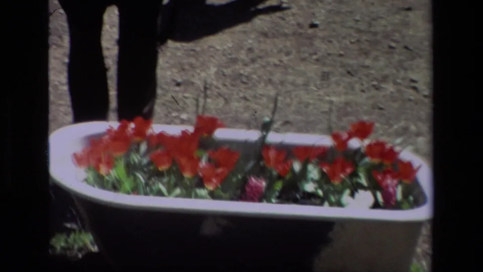 The final frame holds on the red tulips in the white bathtub planter, with gravel ground and a visitor's lower body in the background.