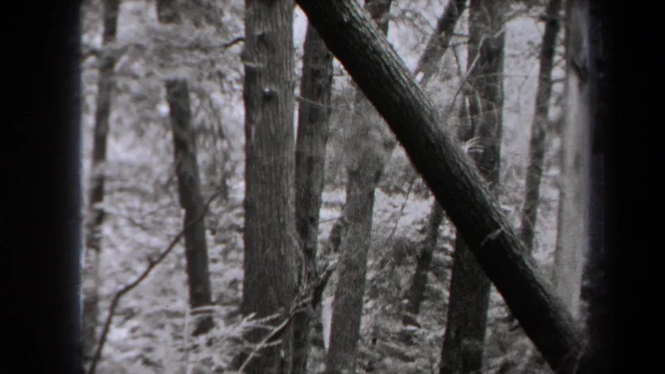 1938 New York 8mm home-movie frame showing a wooded slope with tree trunks and sparse undergrowth near the outing location.