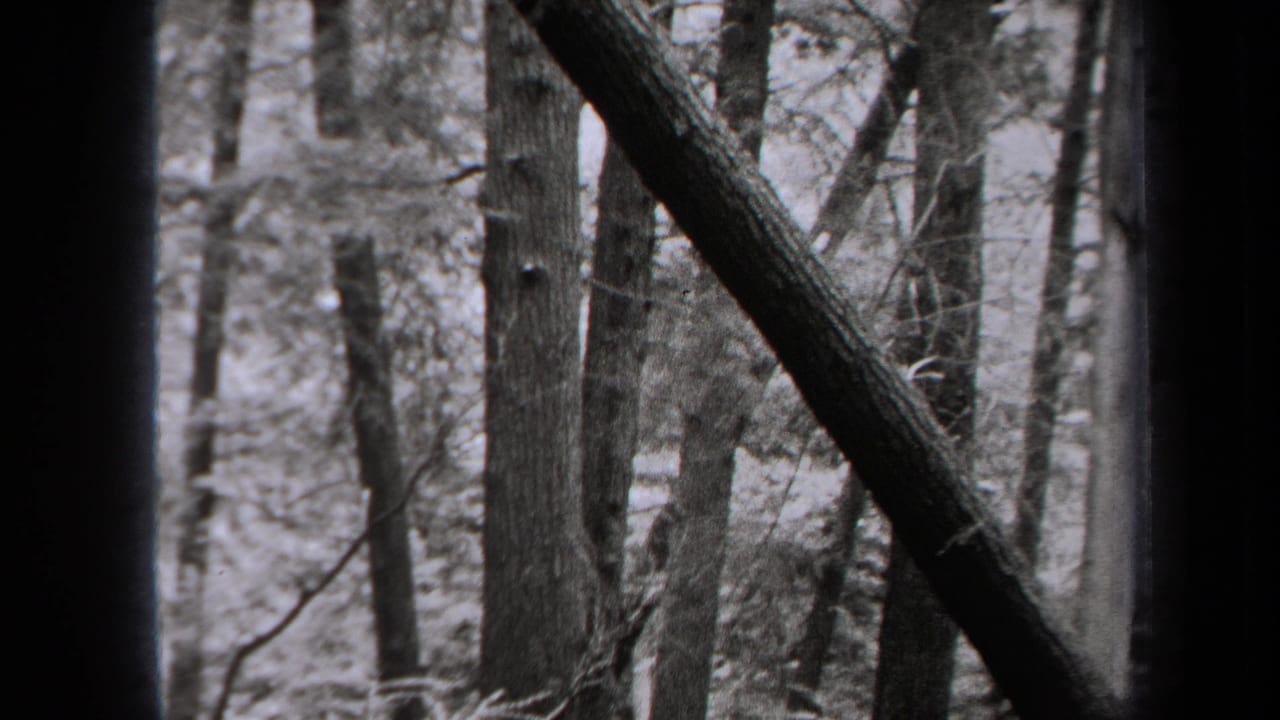 1938 New York 8mm frame showing dense woods with vertical trunks, a diagonal fallen branch and soft-focus foliage.