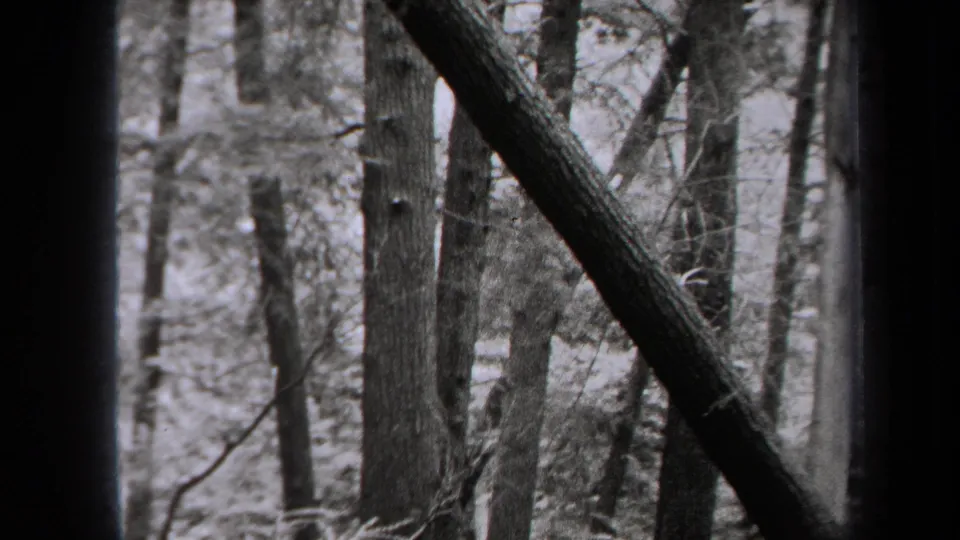 1938 New York 8mm frame showing dense woods with vertical trunks, a diagonal fallen branch and soft-focus foliage.