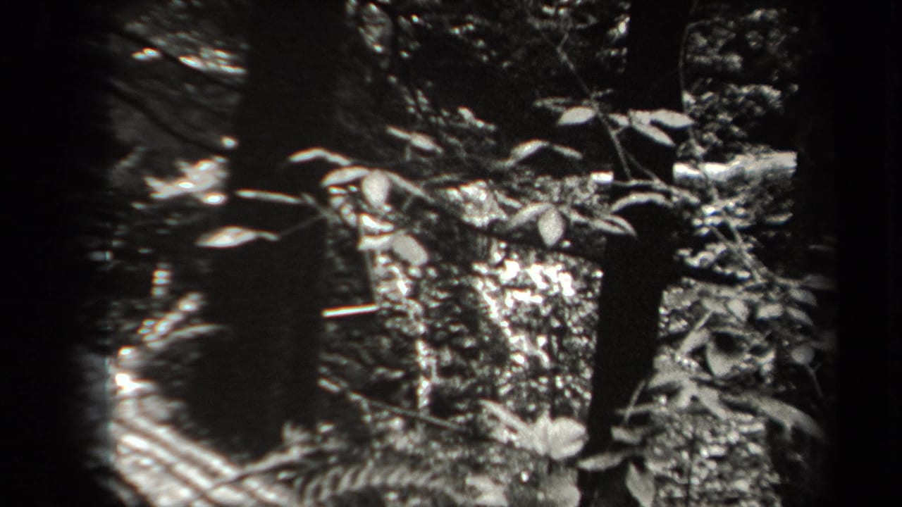 Forest stream and wet rocks under leafy branches in high-contrast black and white.