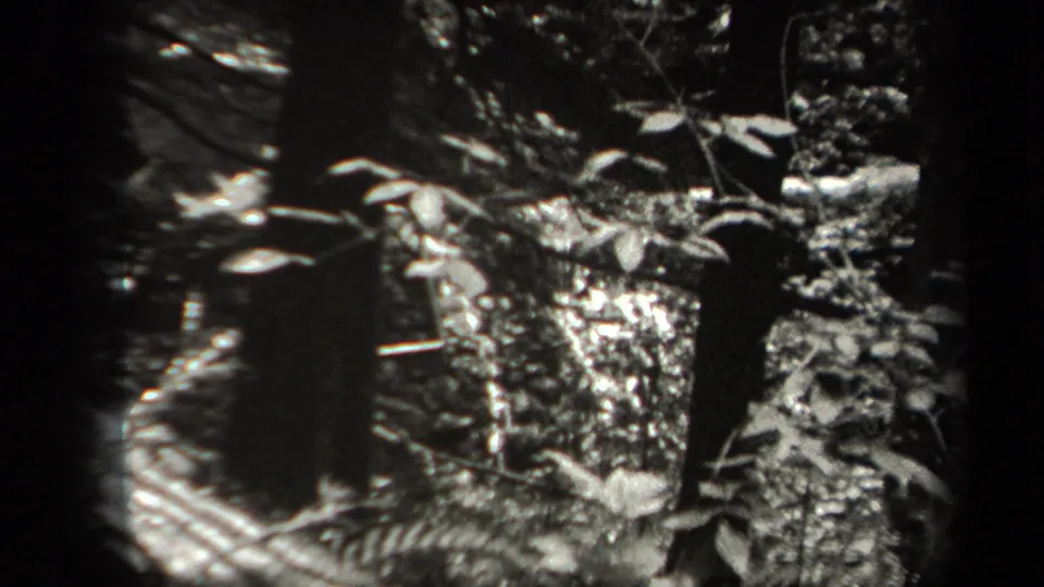 Vintage 1938 New York home-movie frame of a forest watercourse framed by branches, rocks, and dense foliage.