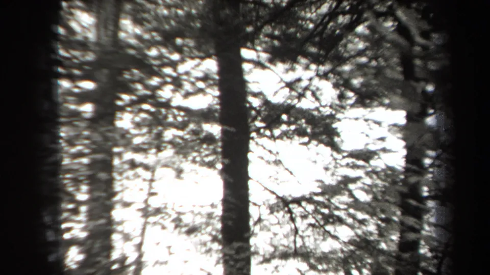 1938 New York 8mm frame looking through tall woodland trunks and branches toward a bright sky opening.