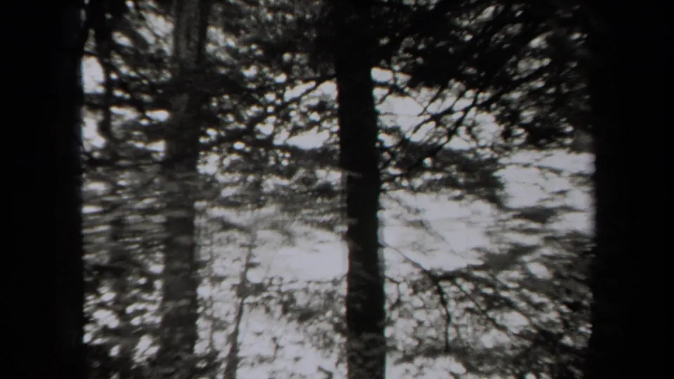 Black-and-white 1938 New York home-movie frame showing tree trunks, branching canopy, and a bright sky gap.