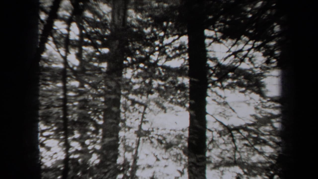 Black-and-white 1938 home-movie frame of tall trees in a wooded New York setting, with bright open space beyond the trunks.