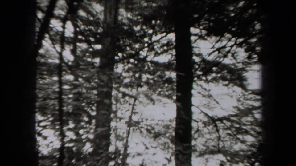 Black-and-white 1938 home-movie frame of tall trees in a wooded New York setting, with bright open space beyond the trunks.