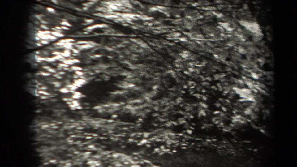 Black-and-white 8mm view of New York woods, with leafy branches and uneven forest ground visible.