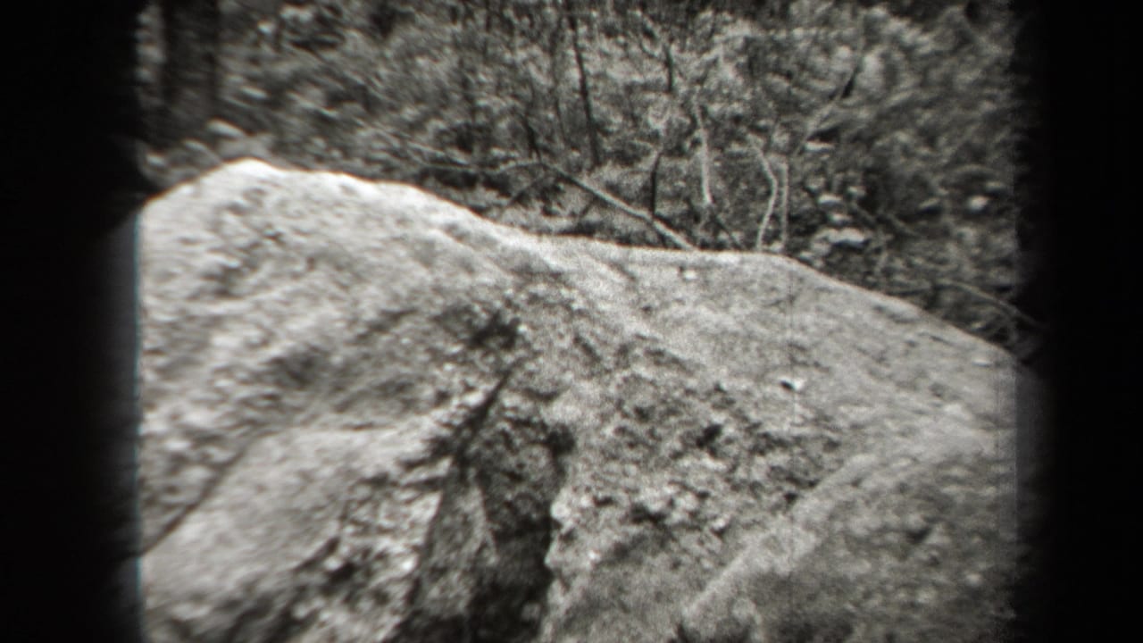Large boulder in a wooded area with trees and brush behind it.