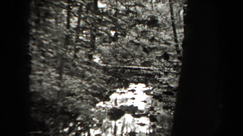 Black-and-white 8mm frame from a New York wooded area, showing dense trees and a bright uneven patch of forest floor.