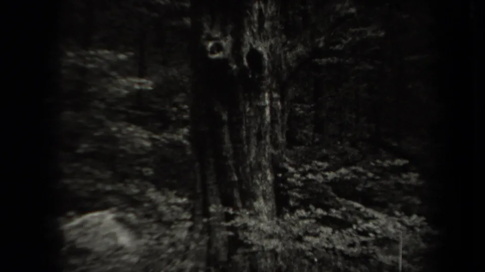 1938 New York 8mm frame looking into a shadowed forest with a large tree trunk and rocks among foliage.