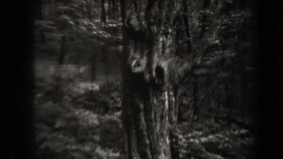 1938 New York 8mm frame showing a gnarled tree trunk near a wooded lakeside area.