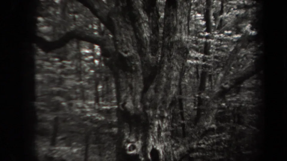 1938 New York 8mm frame focused on a twisted woodland tree with a dark hollow in its bark.