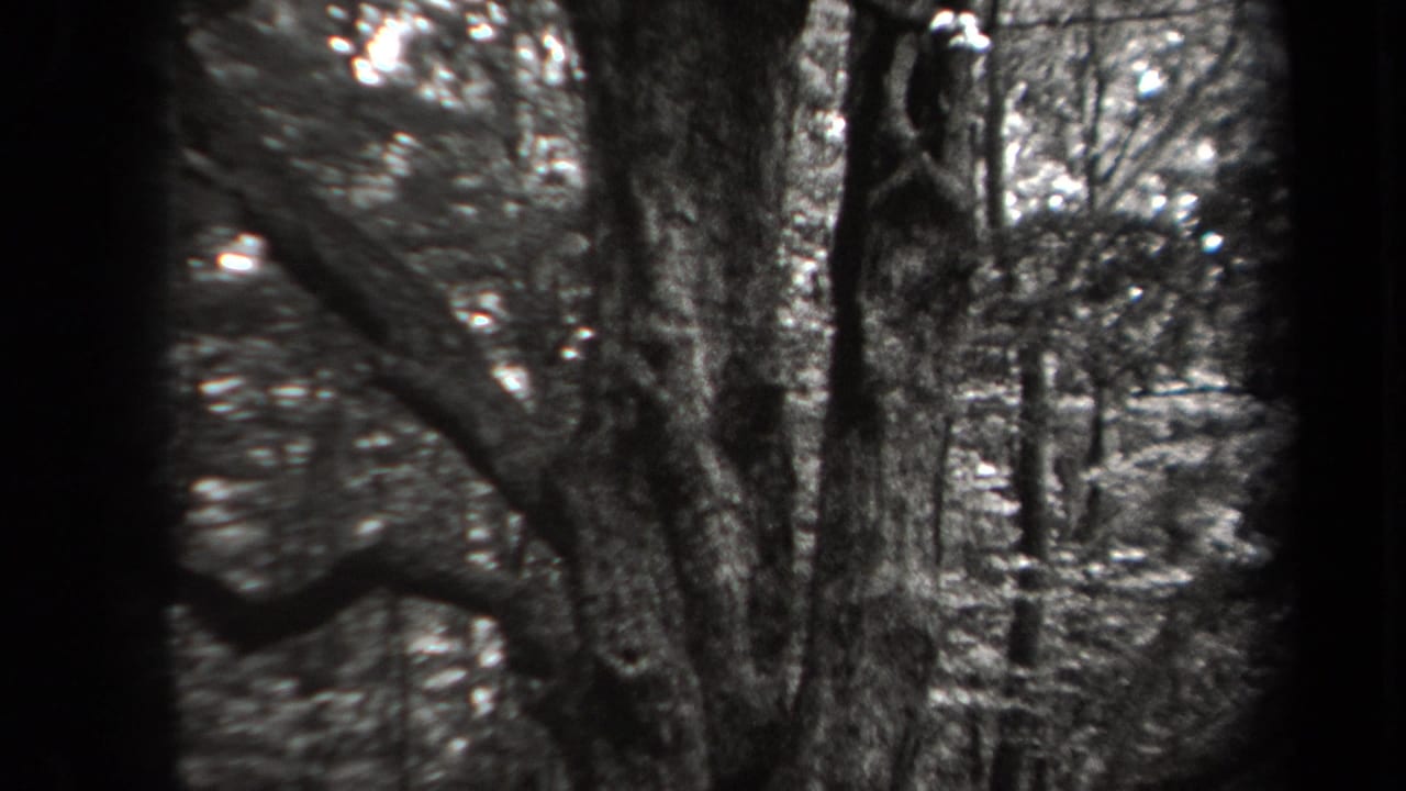 1938 New York 8mm frame showing mature trees, rough bark, undergrowth, and bright gaps through the forest canopy.