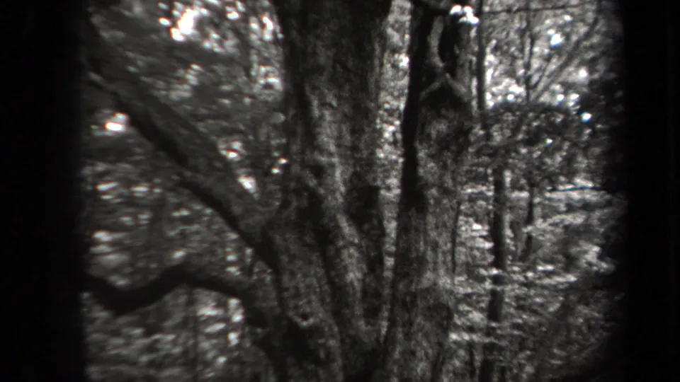 1938 New York 8mm frame showing mature trees, rough bark, undergrowth, and bright gaps through the forest canopy.