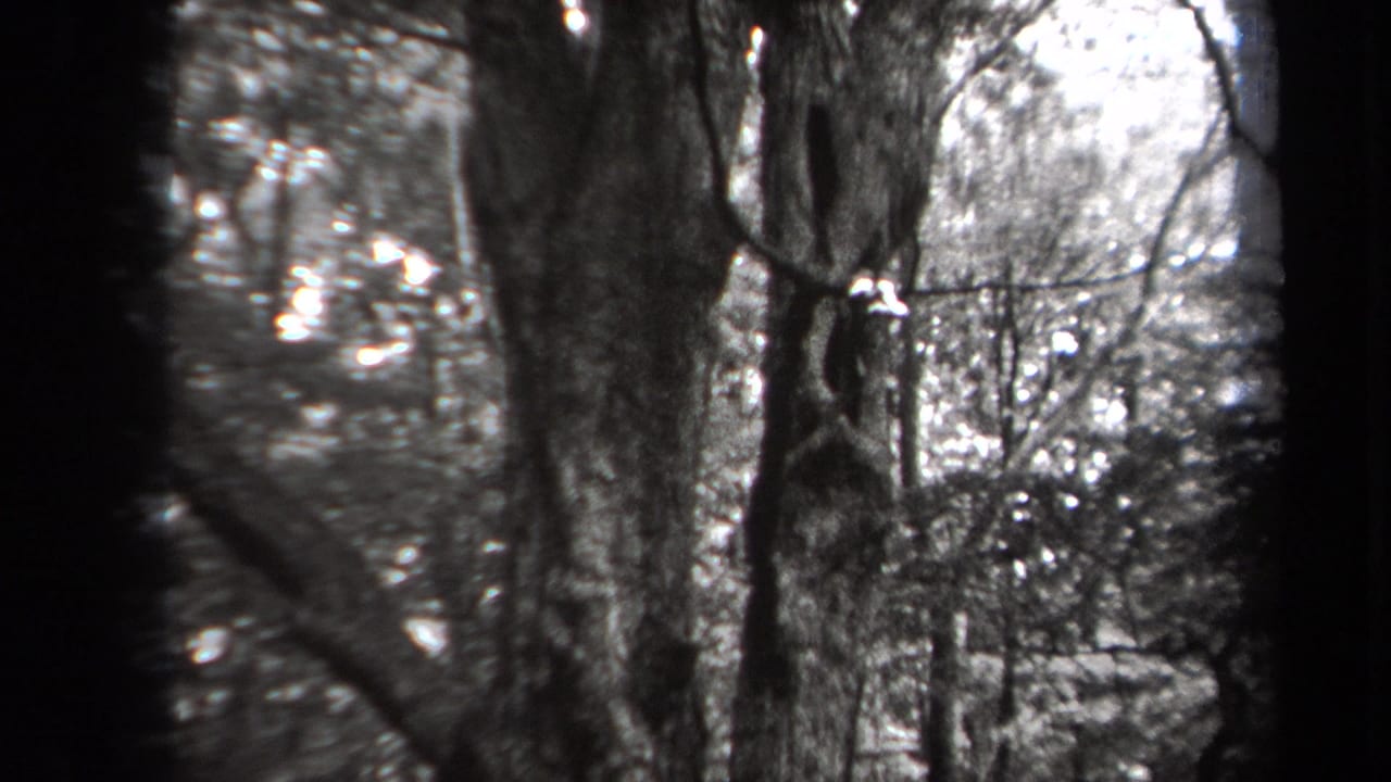 Close view of tree trunks and branches in a dense wooded area.