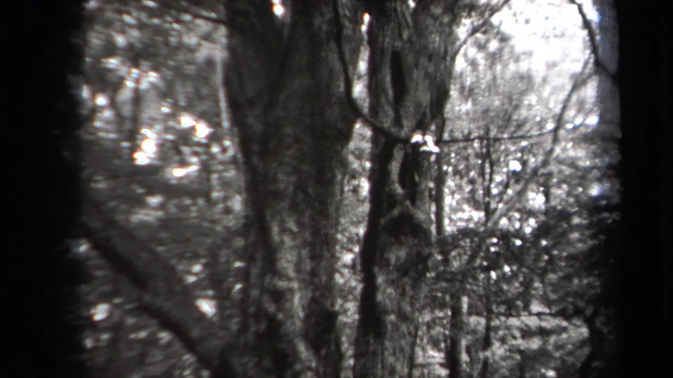 Black-and-white 8mm frame from New York woods with textured bark, overlapping branches, and soft background foliage.