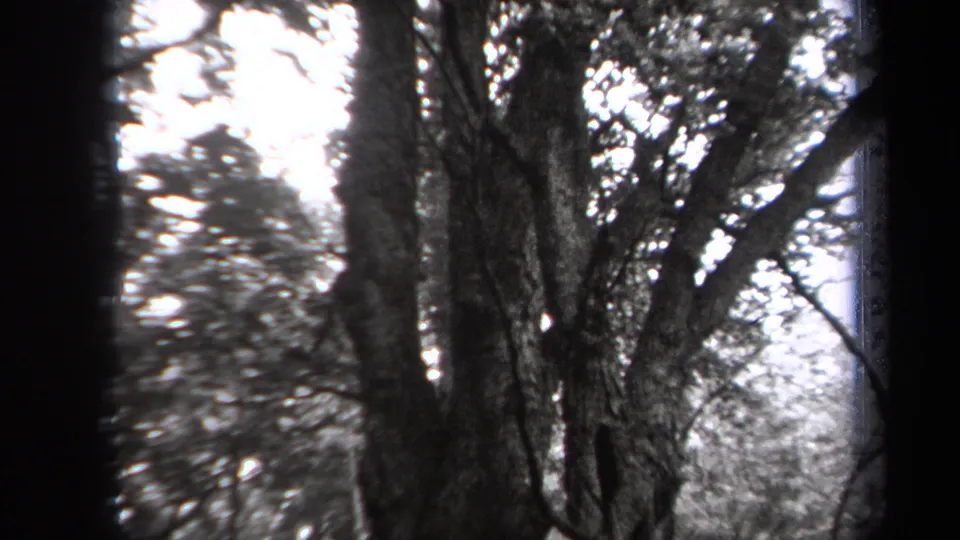 1938 New York woodland frame with a tall trunk, spreading branches, canopy leaves, and overexposed sky patches.