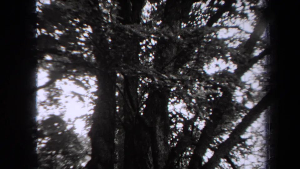 Black-and-white 8mm frame showing a dark central trunk, dense overhead branches, and bright sky filtering through the canopy.