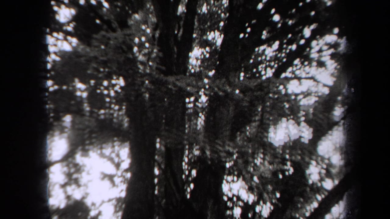 Dark tree trunks and leafy branches seen against bright sky in soft black-and-white footage.
