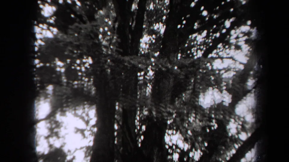 1938 New York 8mm frame showing tall tree trunks, dense foliage, and bright sky glimpsed through the canopy.
