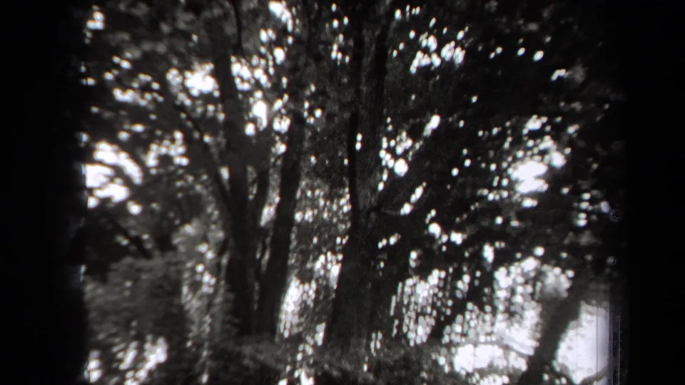 1938 New York 8mm view of a mature tree canopy with interlaced branches and high-contrast sky openings.