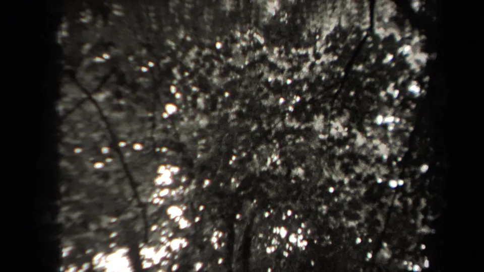 1938 New York 8mm frame looking up through leaves and branches, with bright sky diffused by the old film exposure.