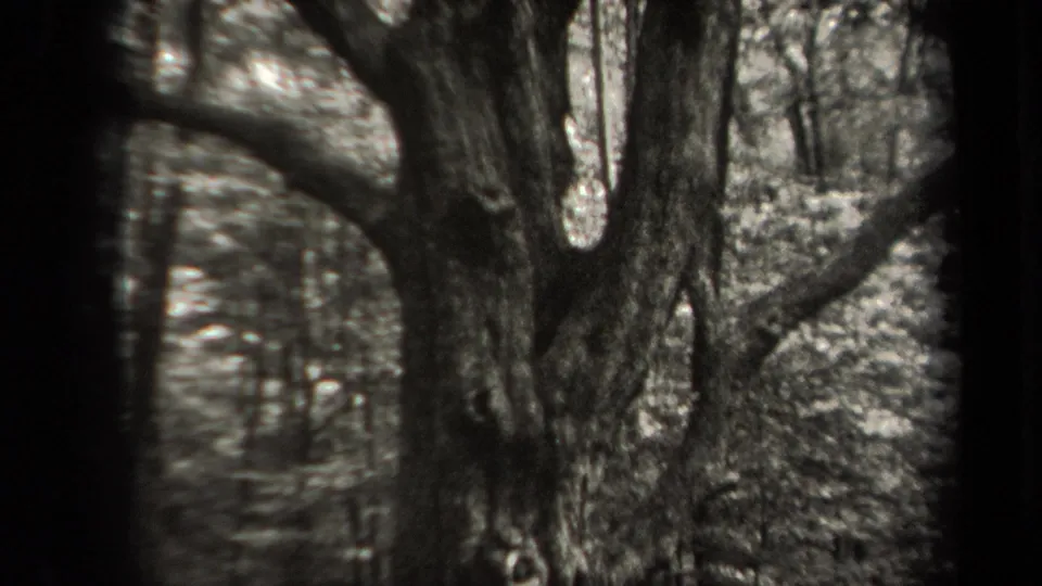 1938 New York 8mm view of a thick old tree trunk with broad limbs and wooded background.
